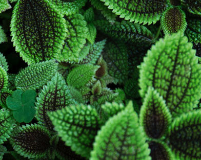 At Home Recipie: Mint Morsels
