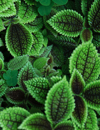 At Home Recipie: Mint Morsels