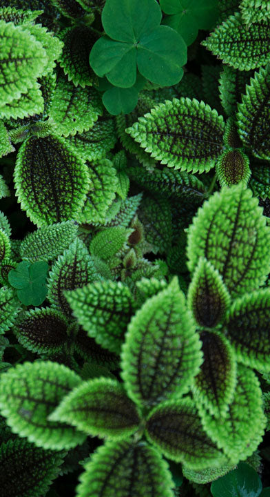 At Home Recipie: Mint Morsels